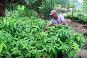 DSWD P70-M cash-for-work assists Ilocos greening program
